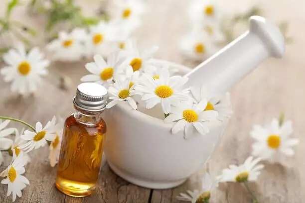 Chamomile Chamomile