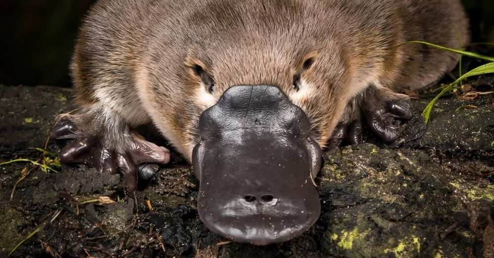 Platypus