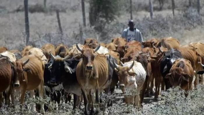 Fear grips southeast communities over recent attack on herders settlement