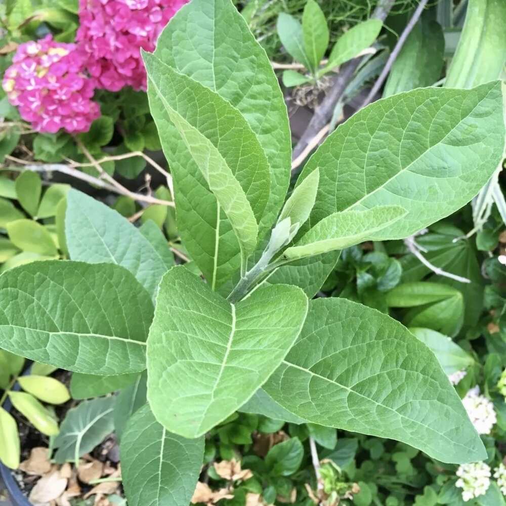 Effect of bitter leaf