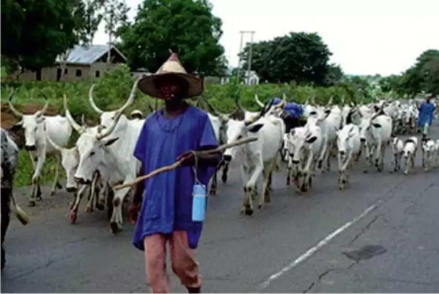 Analysis: The deadly influx of Fulani herdsmen in Nigeria