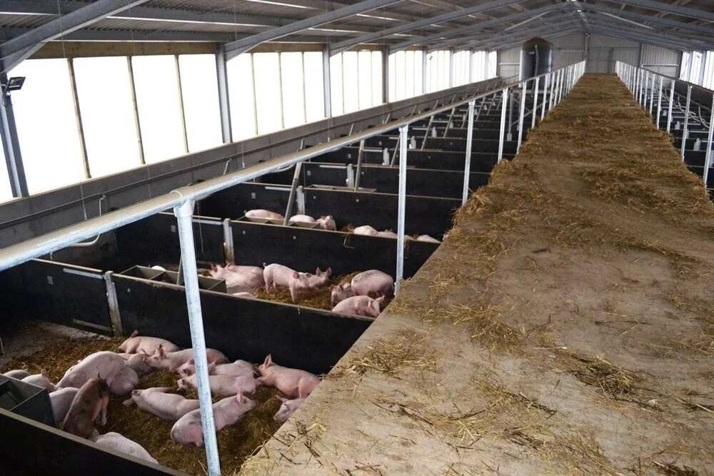 Pig farming in Nigeria ▷ Legit.ng