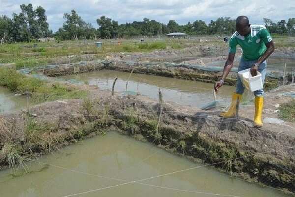 Types Of Fish Pond Construction And Design In Nigeria Legit ng