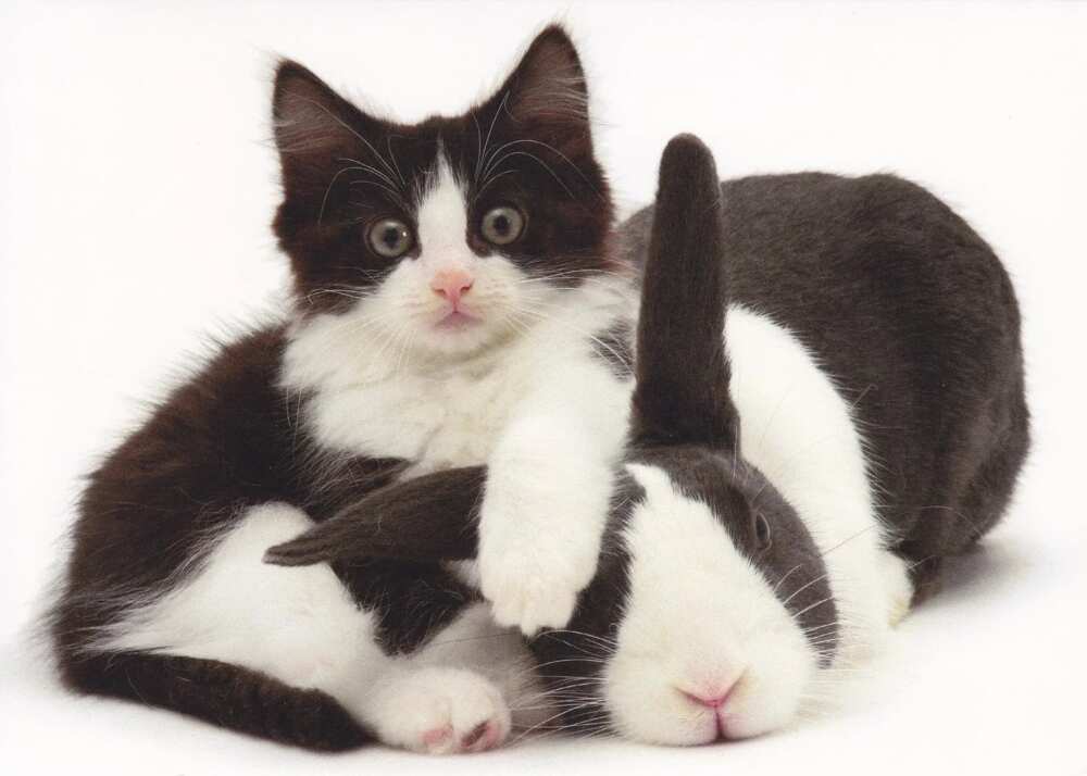 cat and rabbit