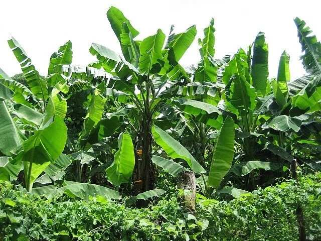 cash-crops-in-nigeria-and-where-they-are-found-legit-ng