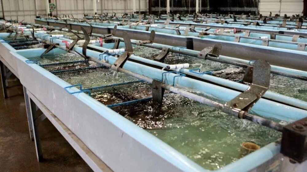 What about the drawbacks for fish farming What about the drawbacks for fish farming