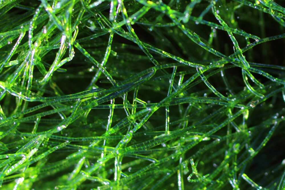 Green algae Green algae