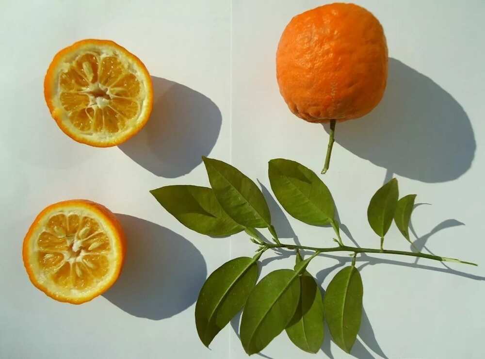 aberrant oranges fruit
