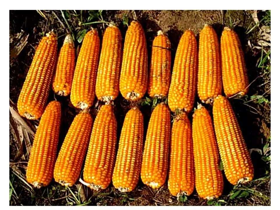 Corn/maize