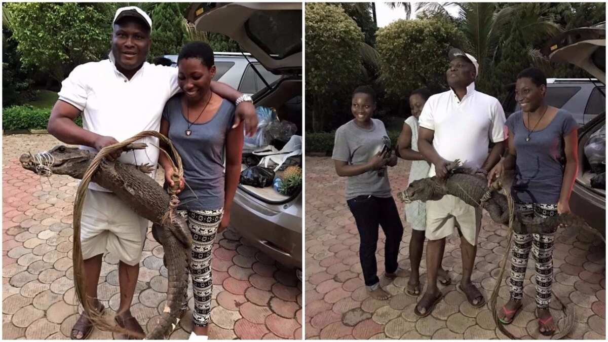 Father buys huge crocodile to celebrate daughter's birthday (photos ...