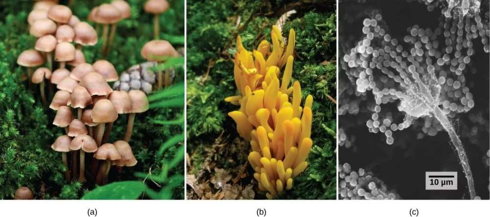 Economic importance of fungi in commercial agriculture