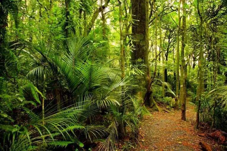 Three major types of vegetation in Nigeria, forests Three major types of vegetation in Nigeria, forests