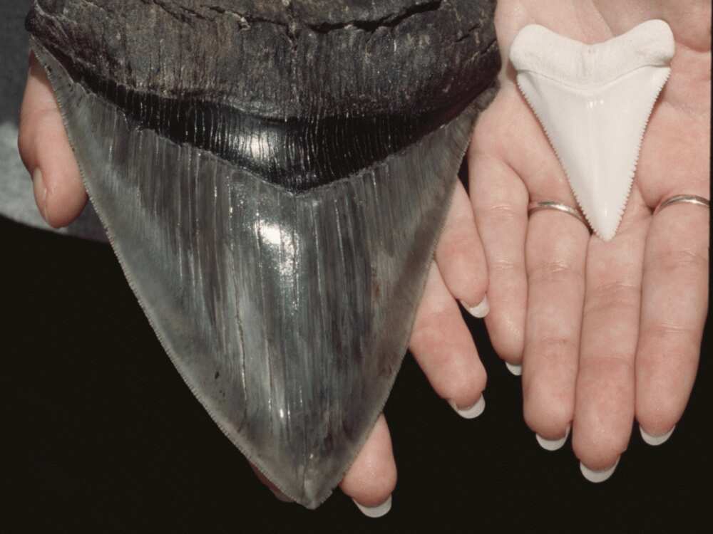 Incredible size of megalodon`s tooth