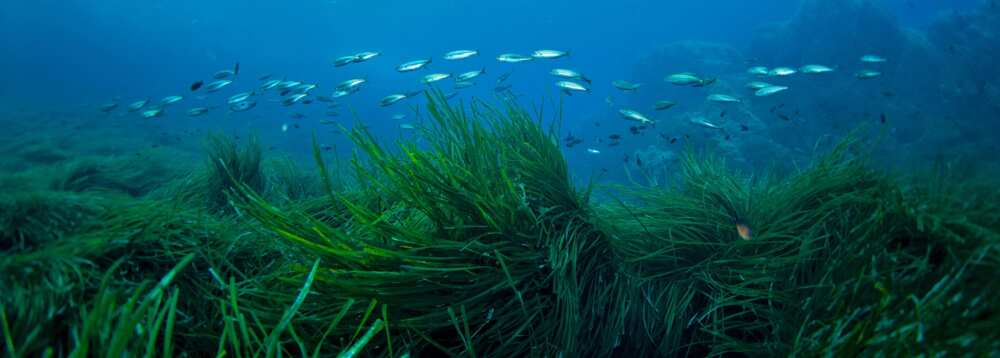 what-do-fish-eat-in-the-ocean-legit-ng