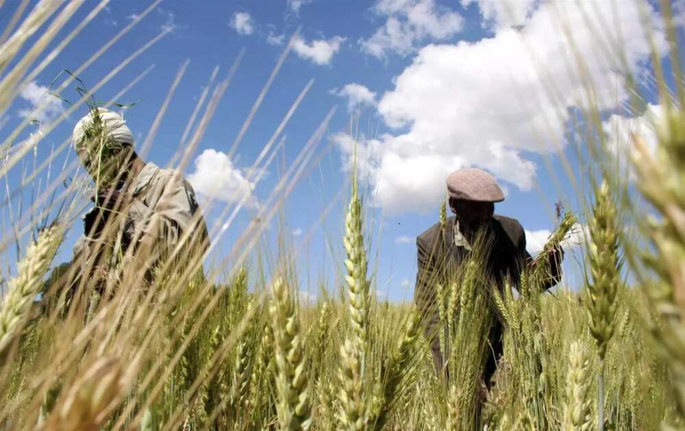 Wheat farming in Nigeria Wheat farming in Nigeria