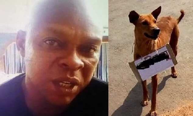 Buhari is my mentor, says man who named dog after president