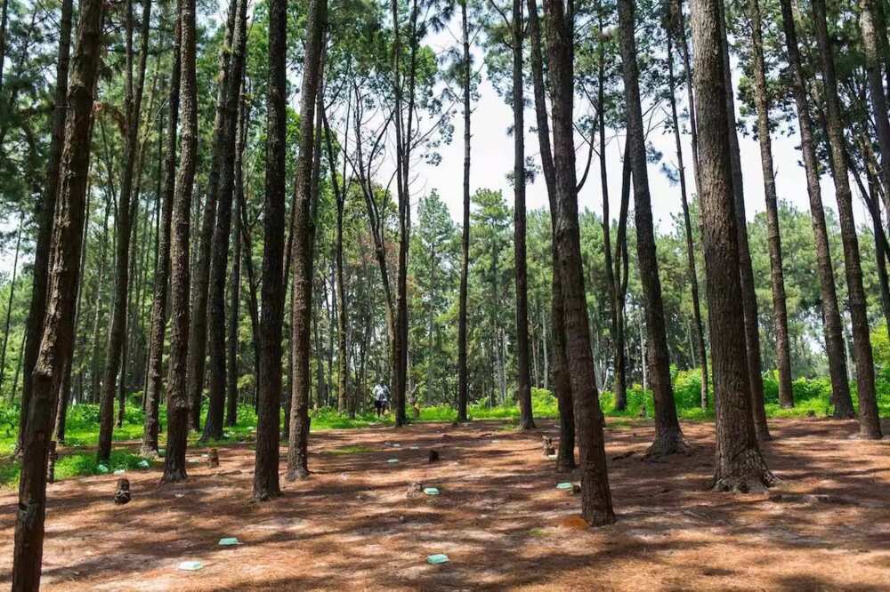 Ngwo Pine Forest Ngwo Pine Forest