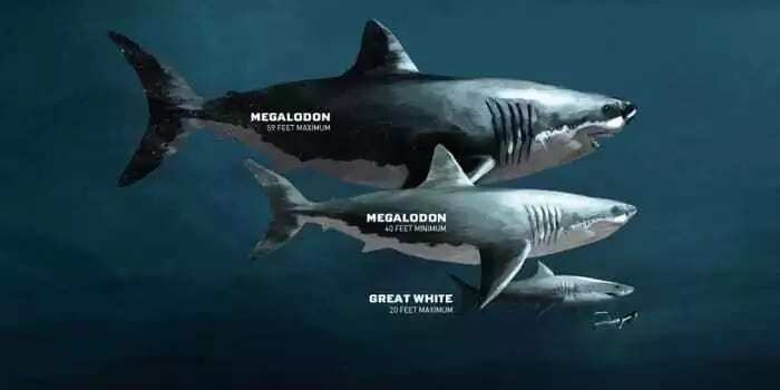 Descendant of the white shark