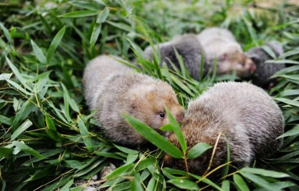 Grasscutter farming a manual for beginners in Nigeria: small cute grasscutters Grasscutter farming a manual for beginners in Nigeria: small cute grasscutters