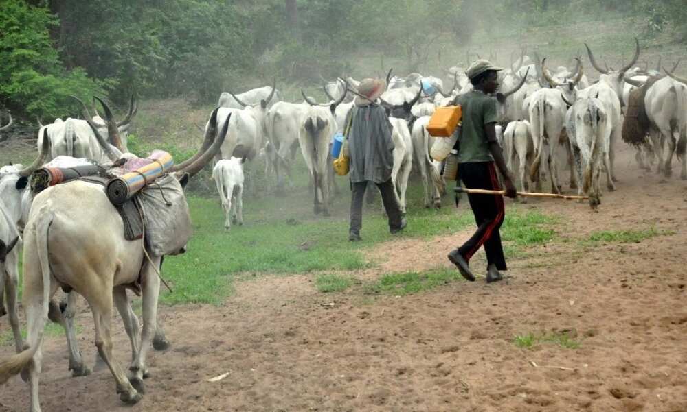 Yan bindiga sun farmaki motar ɗalibai a jihar Enugu.