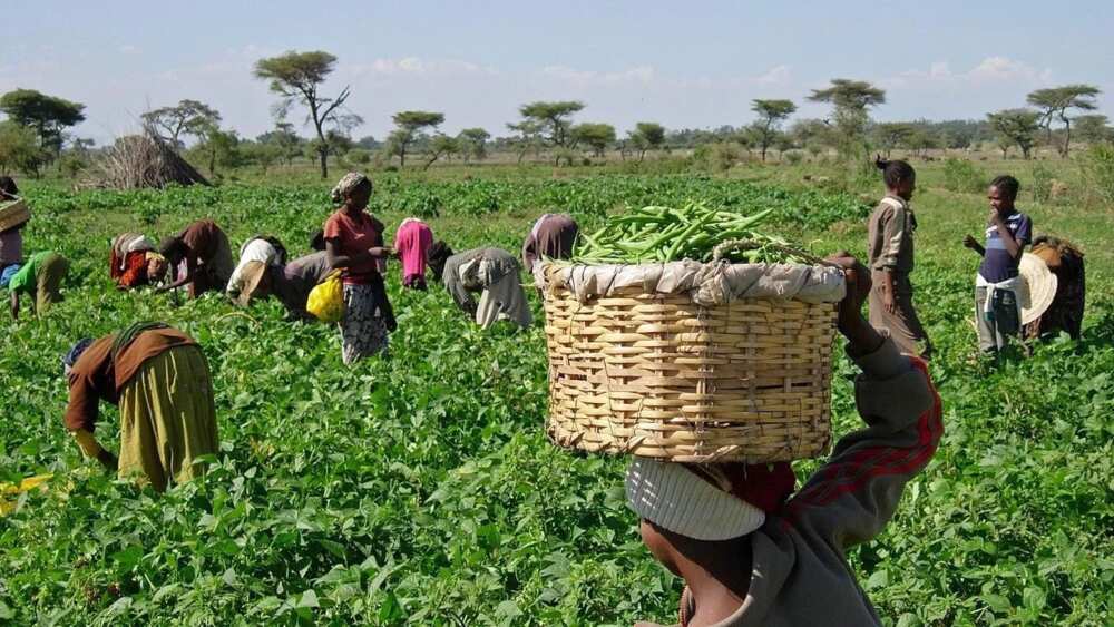 Factors Affecting Agricultural Production In Nigeria