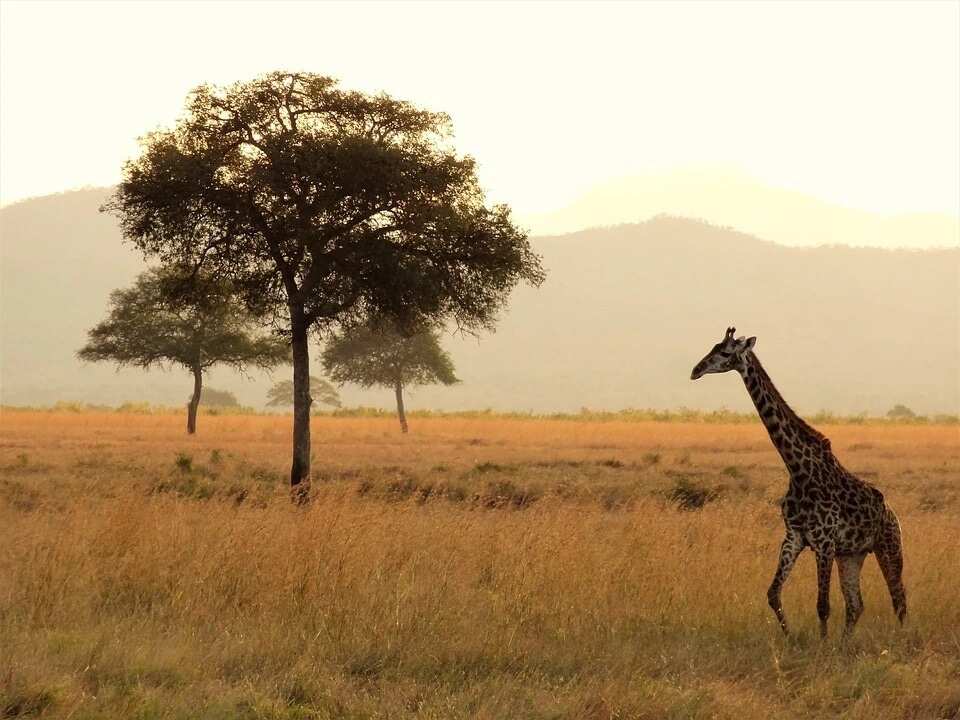 Beautiful Africa