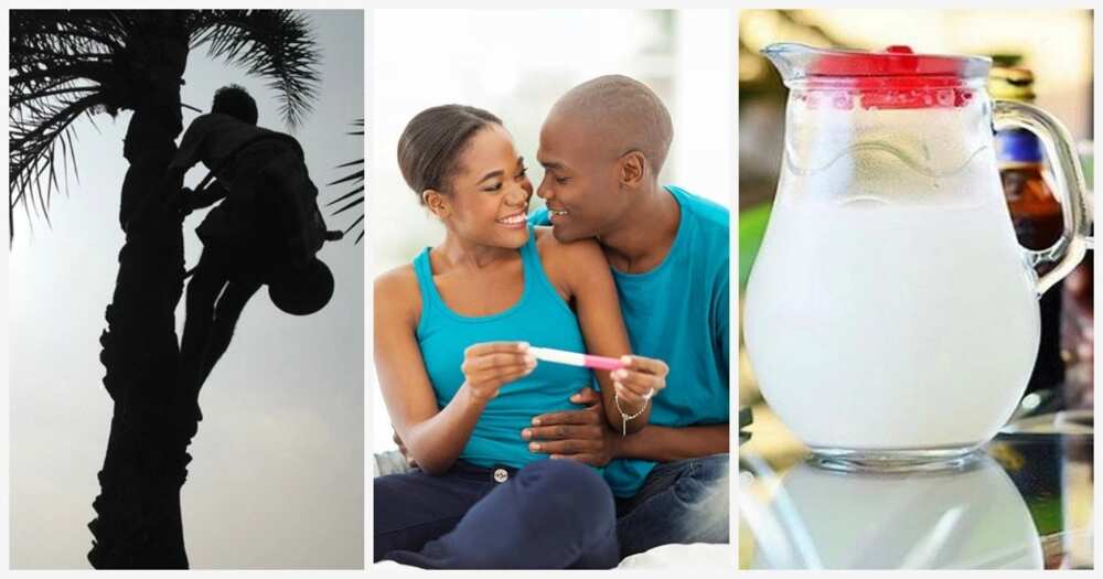Palm wine and fertility: what's the effect?