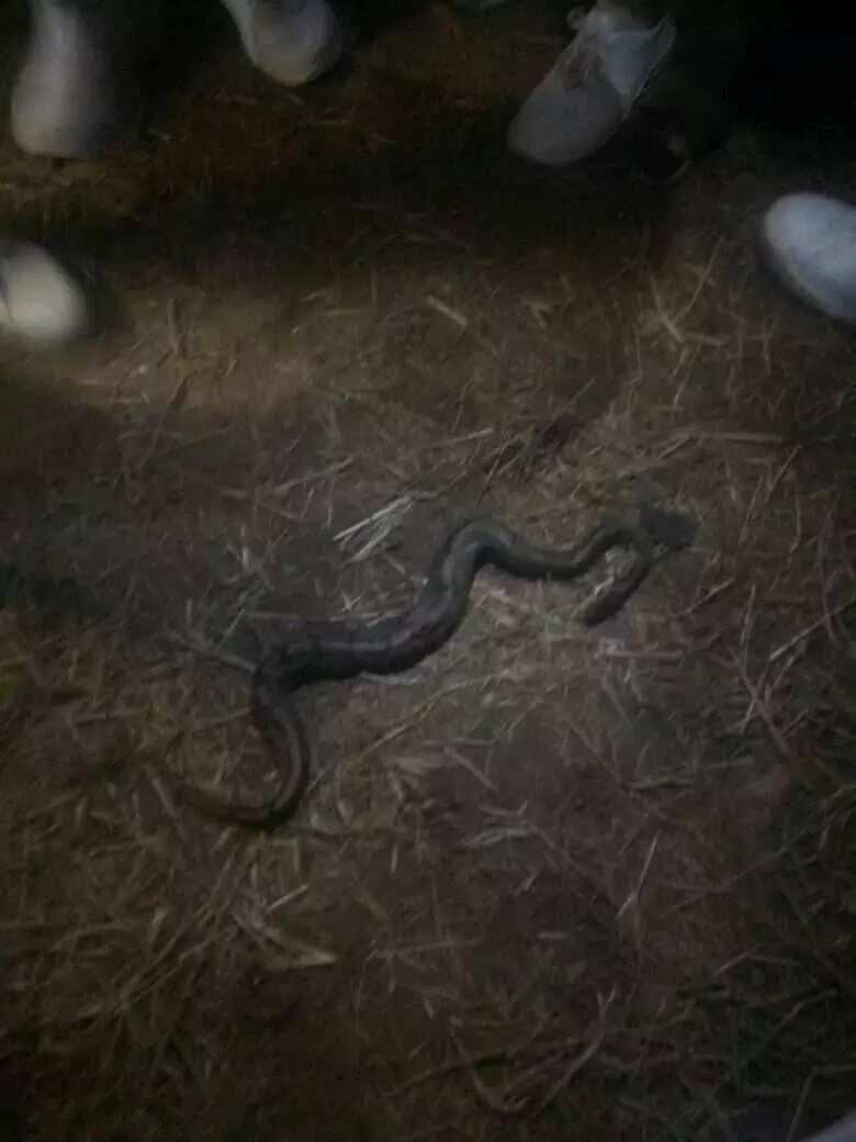 Corps member in Kogi state camp cries out they killed the 4th snake, says it is forest