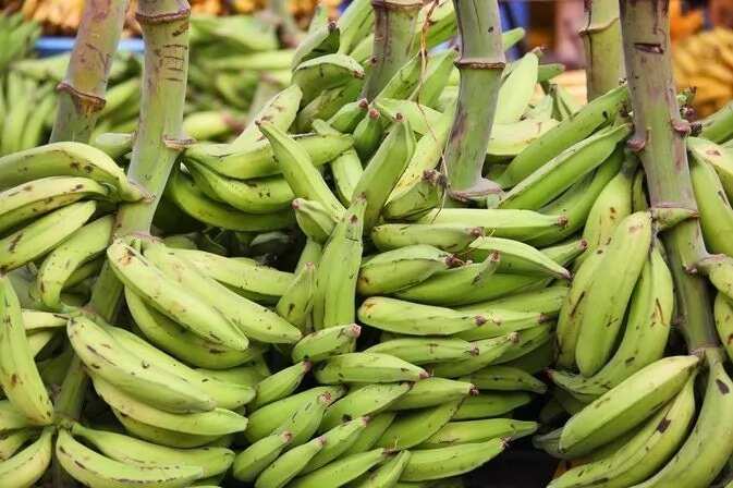 Benefits of unripe plantain for pregnant women