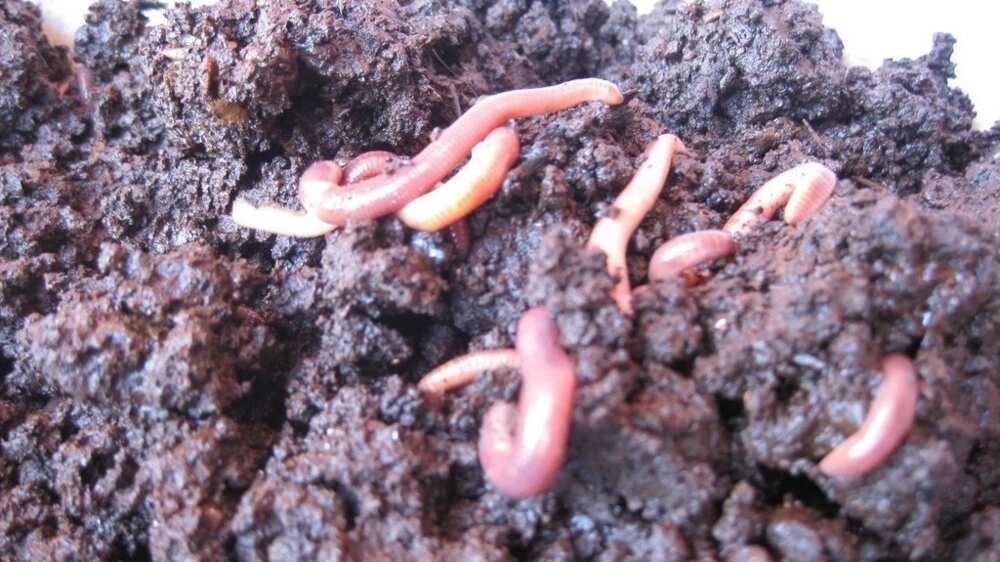 Importance of vermicompost