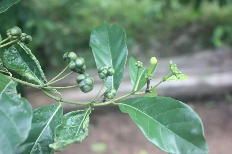 Morinda Lucida