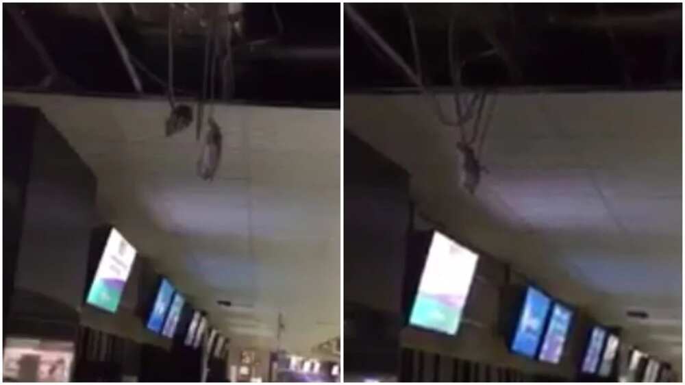 Huge rats spotted at Lagos Airport (photo, video) Huge rats spotted at Lagos Airport (photo, video)