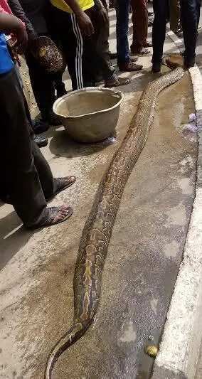 See The Python That Stirred Pandemonium In Ikeja