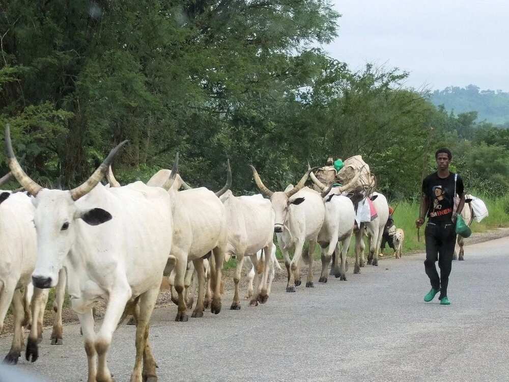 Things that may happen in Oyo state as a result of the 500 missing cows