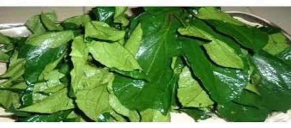 Fresh pumpkin leaves are used for salads and meat dishes as well.