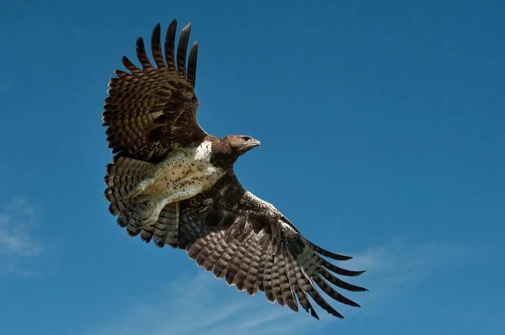 The Eagle In Nigeria Coat Of Arm Stand For What at Margaret Clay blog