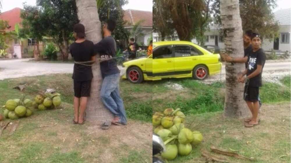 Photos: Two young men caught stealing coconuts and tied to a tree