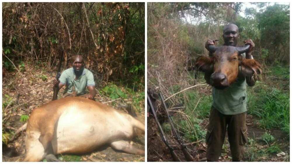 Brave hunter kills buffalo