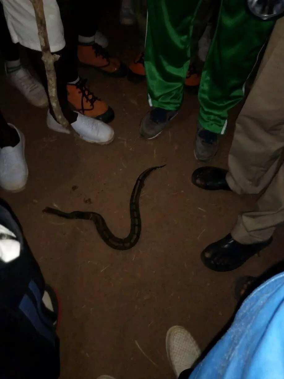 Corps member in Kogi state camp cries out they killed the 4th snake, says it is forest