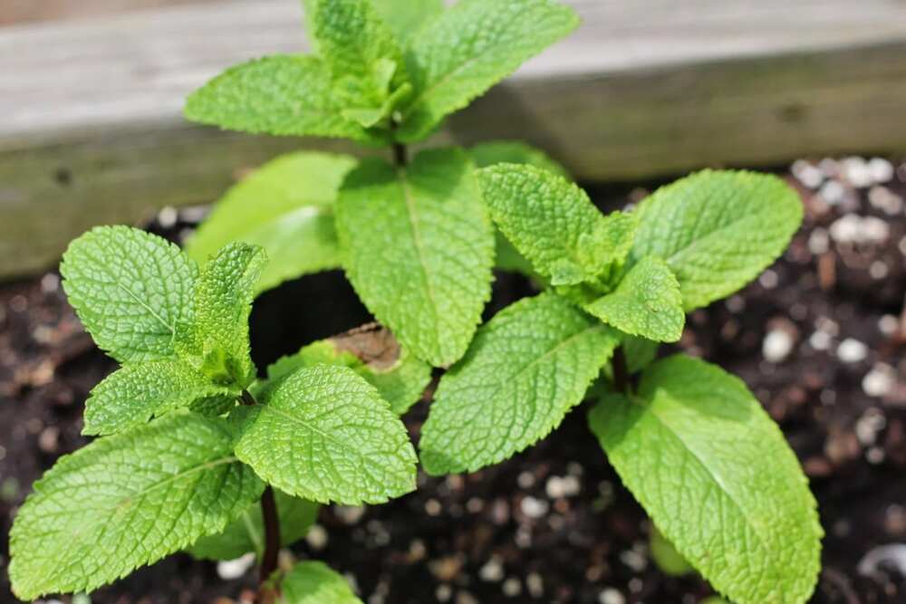 mint leaves for weight loss