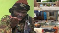 Why we bombed UNIMAID, Boko Haram leader Shekau reacts to attack on university