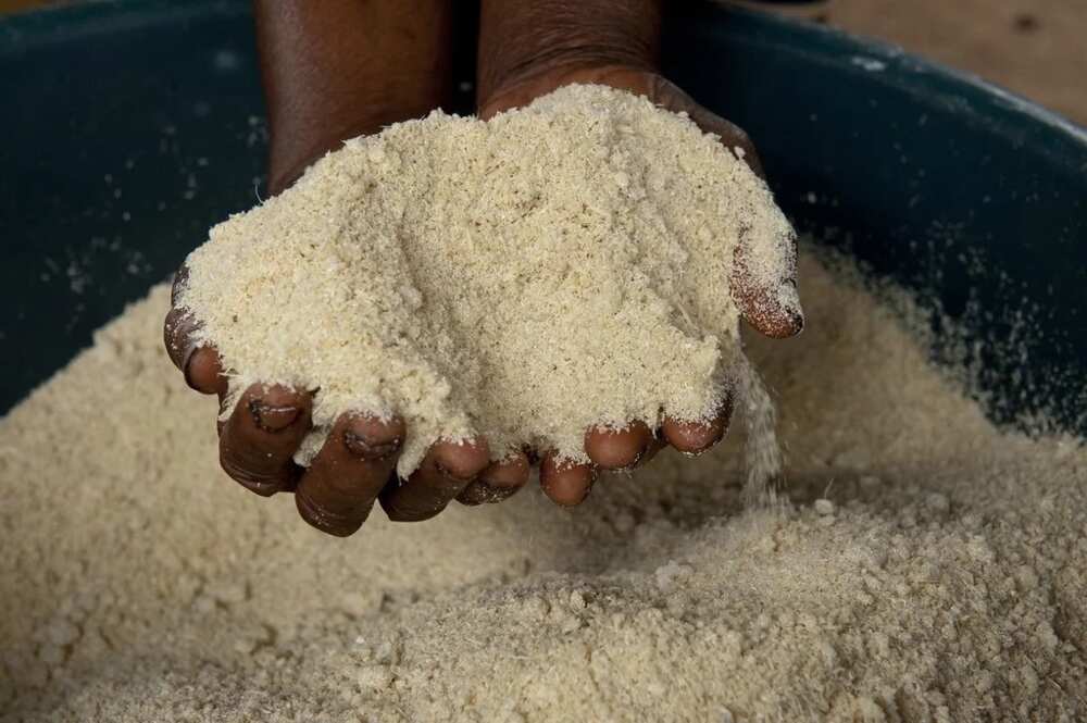 Garri flour in hands