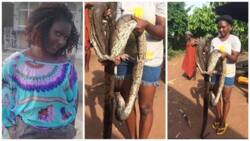 Praises as lady escapes being strangled by a HUGE python (photos)