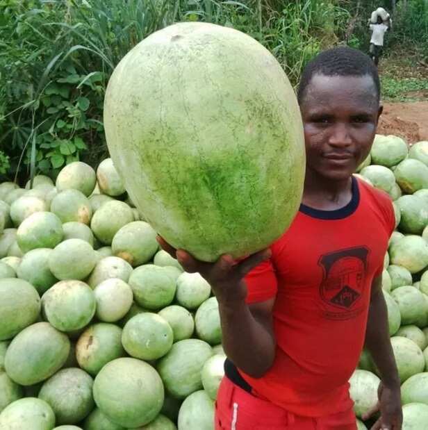 How to make good income in just 85 days from growing watermelon