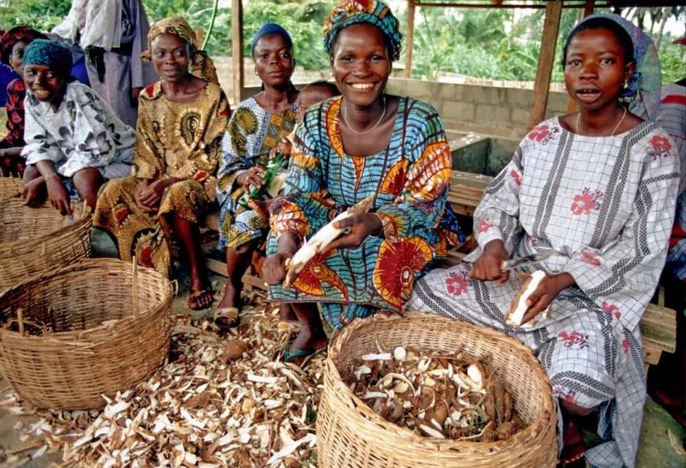 Cassava production in Nigeria