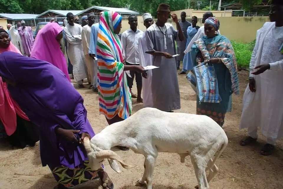 Babbar Sallah: Matar Gwamna Kashim Shettima ta yi rabon raguna 100 ga Malamai da gajiyayyu