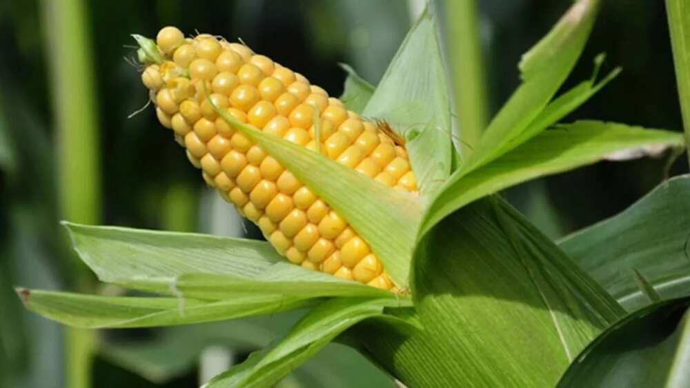Maize production in Nigeria: is it profitable in 2018?
