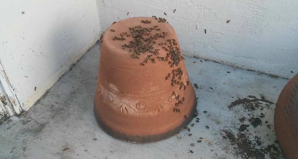 The clay-pot hive