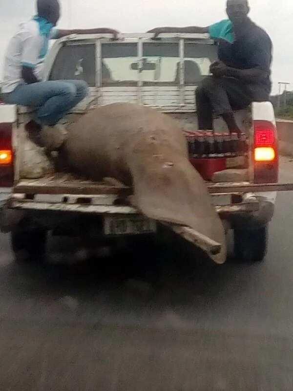 Nigerian man shares photos of a huge strange fish caught in Rivers state (photos)