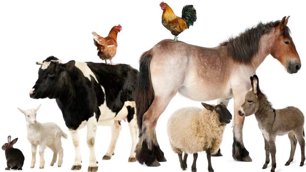 Classification of farm animals based on their uses - Legit.ng